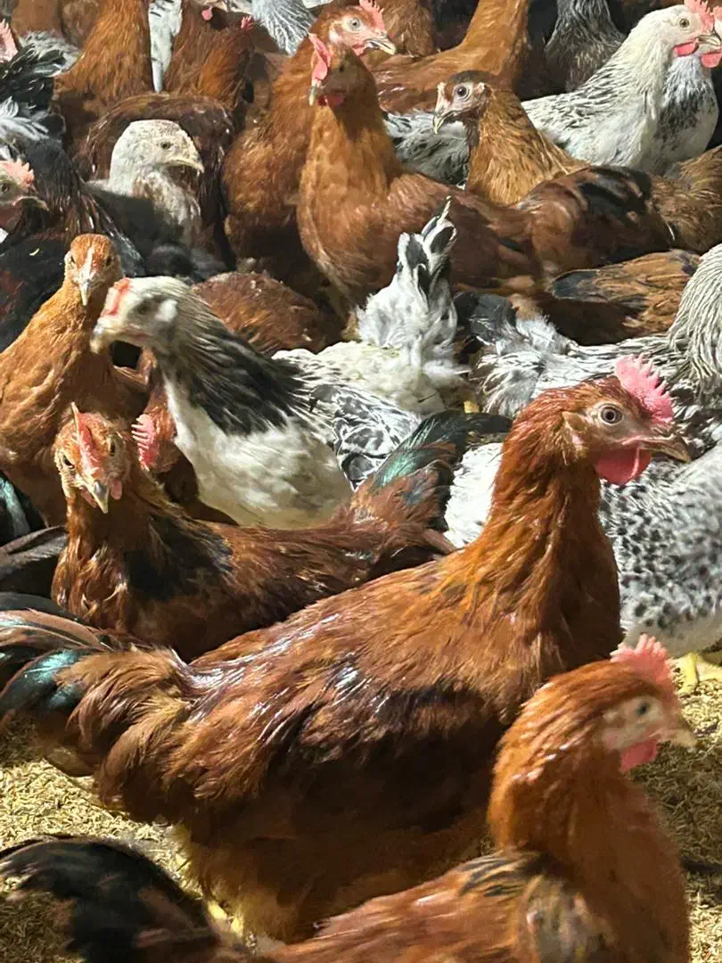 خروس و مرغ محلی درشت|حیوانات مزرعه|دابودشت, |دیوار