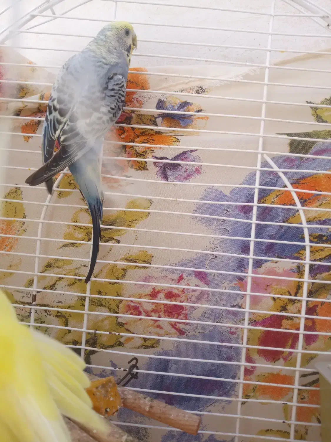 مرغ‌عشق|پرنده|جم, |دیوار