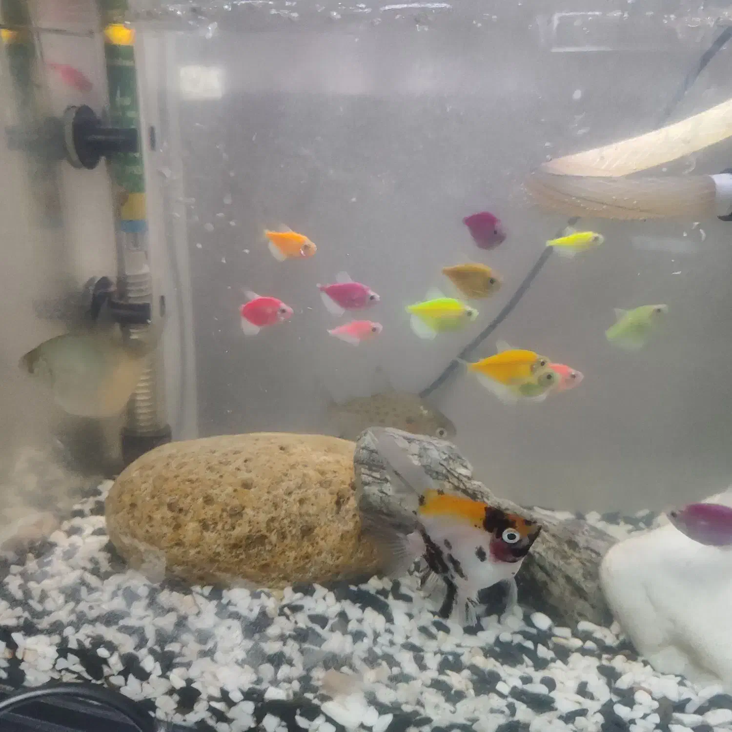 آکواریوم|ماهی|محمدشهر, شهرک پیام (مهرالبرز)|دیوار