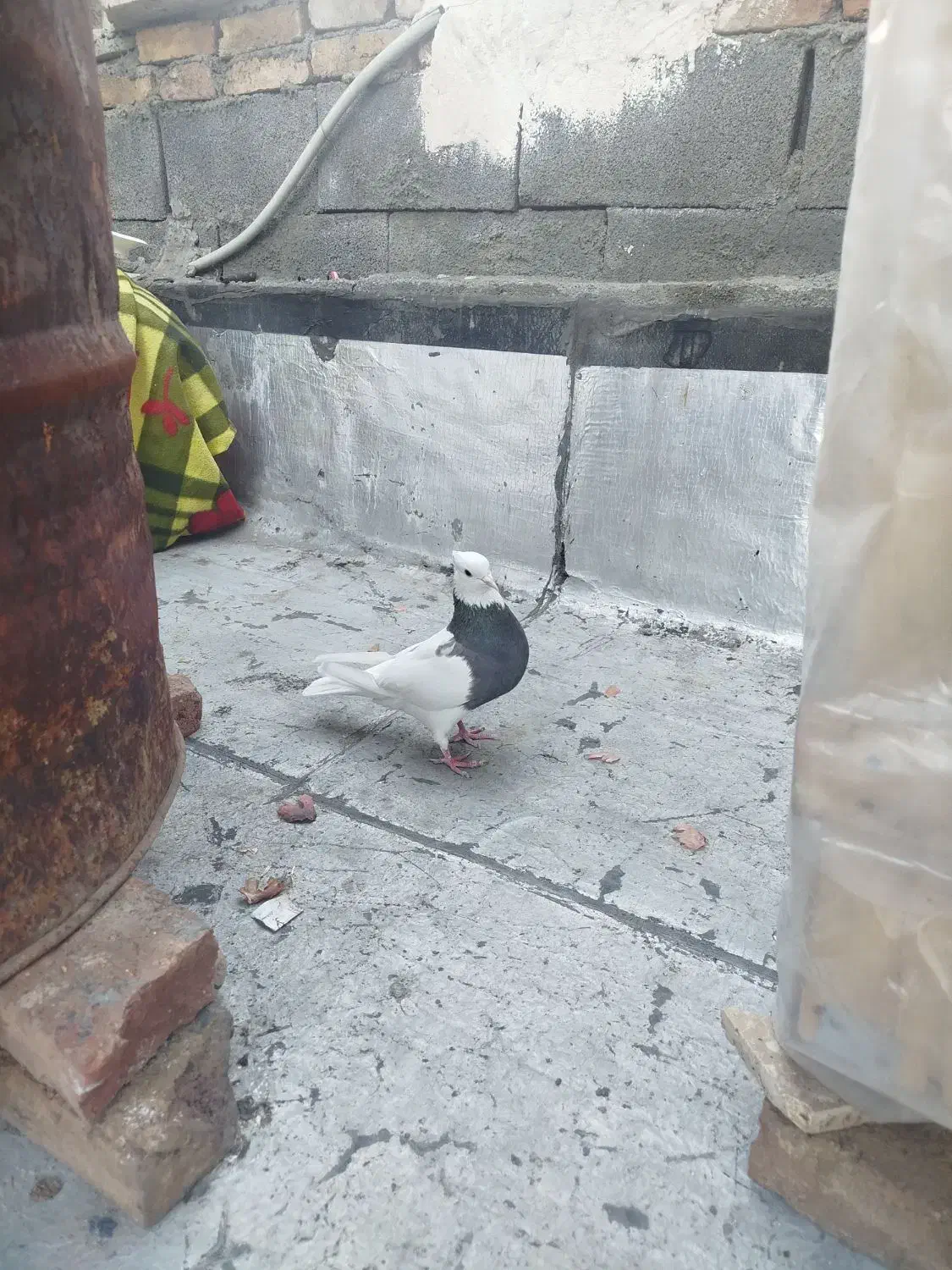 کبوتر طوقی|پرنده|سنندج, |دیوار