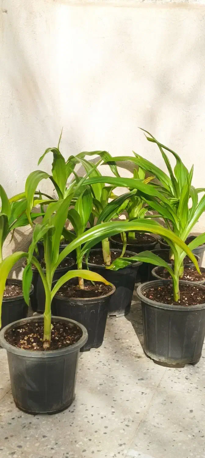 گل‌سوسن|گل و گیاه طبیعی|مهریز, |دیوار