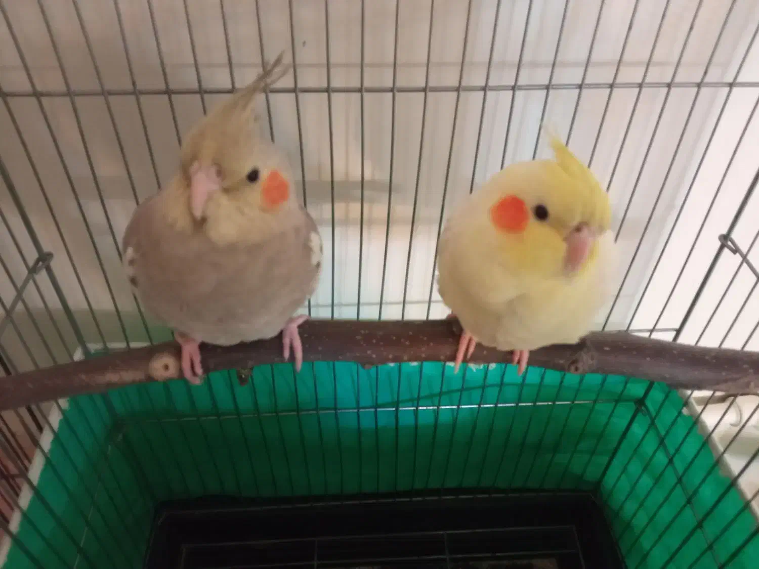 ۲عدد عروس هلندی نر|پرنده|ری, دیلمان|دیوار