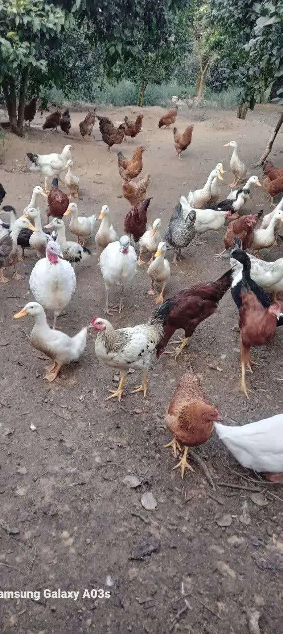 خروس محلی|حیوانات مزرعه|رانکوه, |دیوار