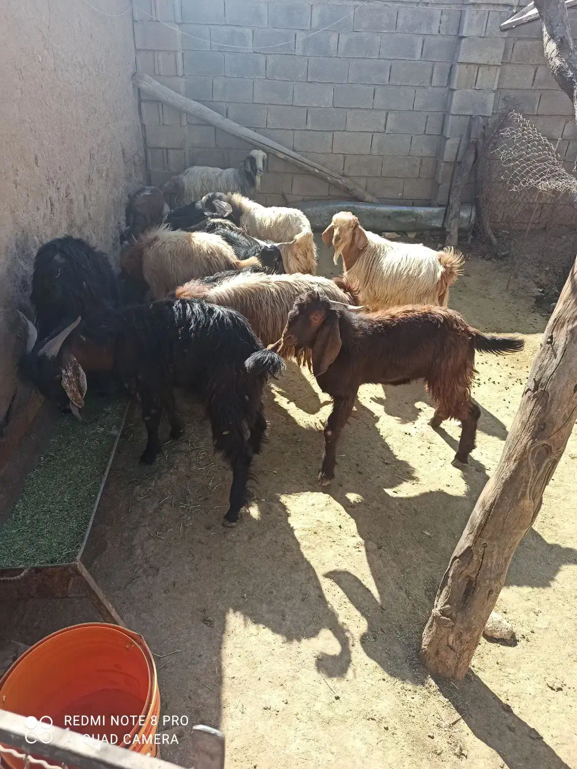 بزغاله نر|حیوانات مزرعه|فیروزآباد, |دیوار