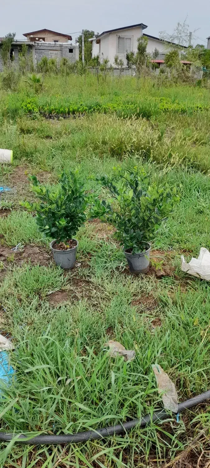 یاس هلندی|خدمات باغبانی و درختکاری|خرم‌آباد (تنکابن), |دیوار