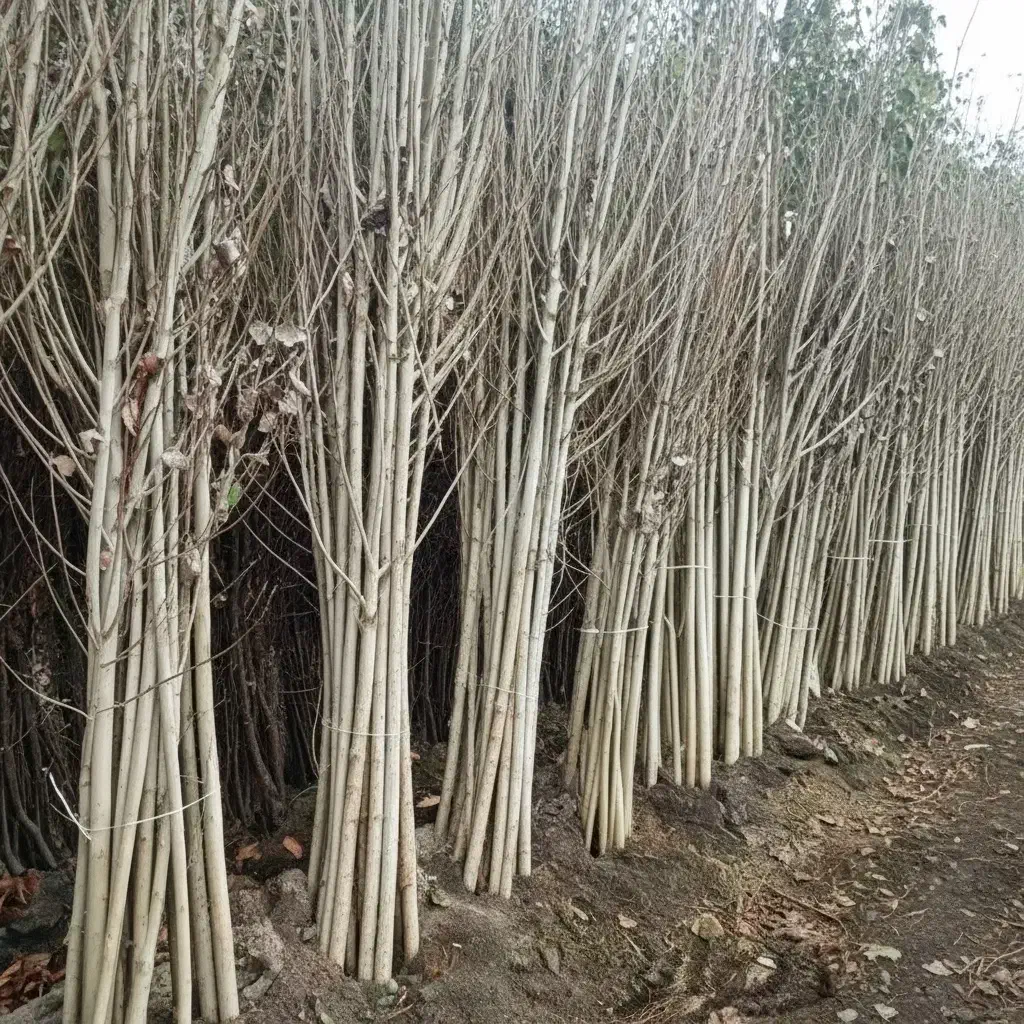 قلمه سریعالرشد با کیفیت صادراتی|گل و گیاه طبیعی|خوی, |دیوار