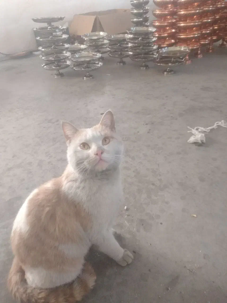 گمشده گمشده|حیوانات|ایجرود, |دیوار