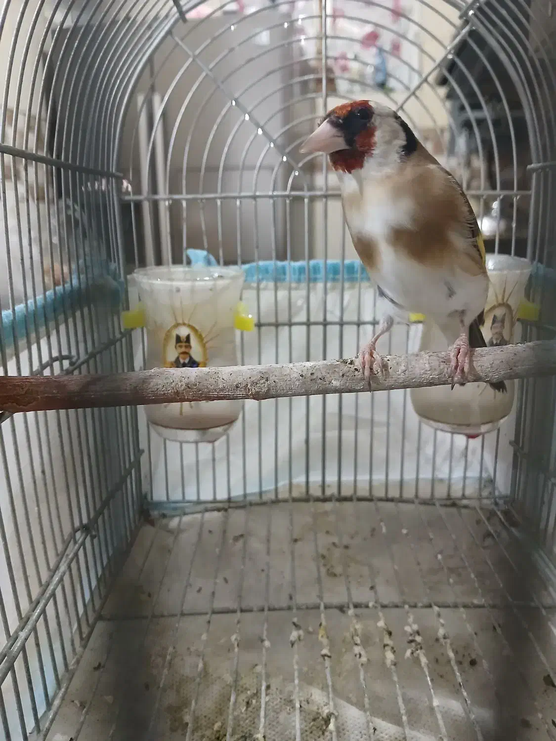 فروش دو عدد سهره|پرنده|شیراز, شهرک امام حسن|دیوار