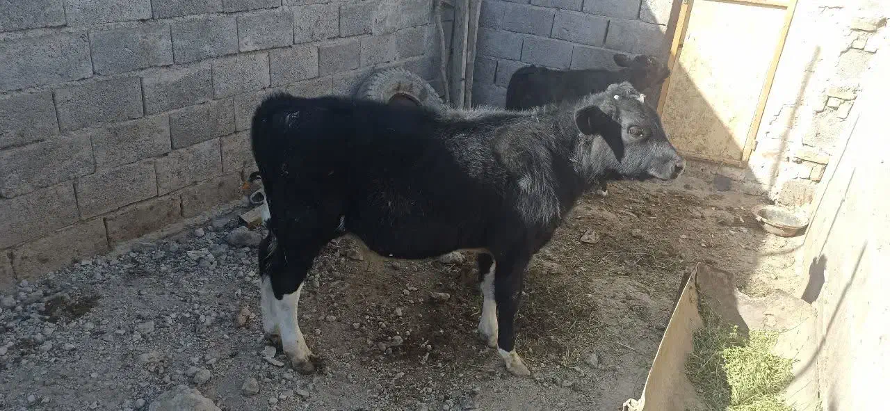 گوساله چهارماهه|حیوانات مزرعه|سبزوار, قصبه شرقی|دیوار