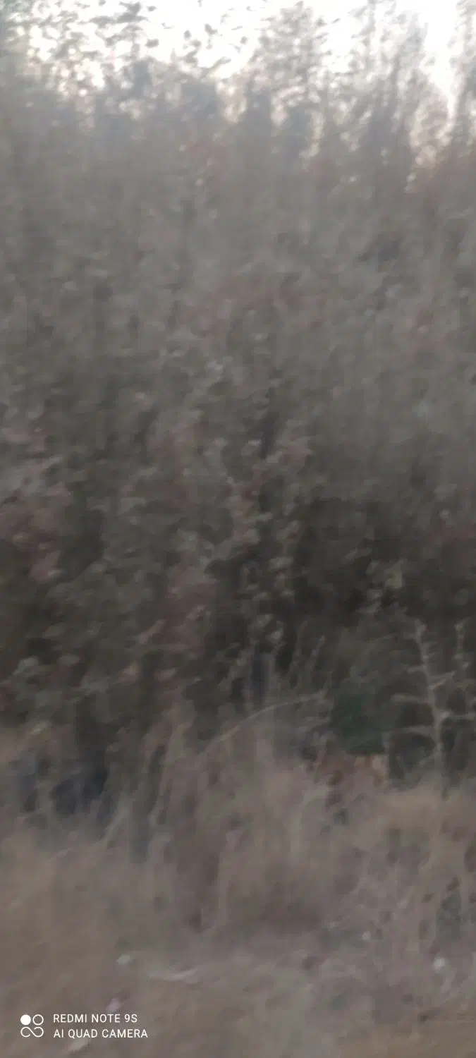 فروش درخت کبوده با زمینش|فروش زمین و ملک کلنگی|جونقان, |دیوار