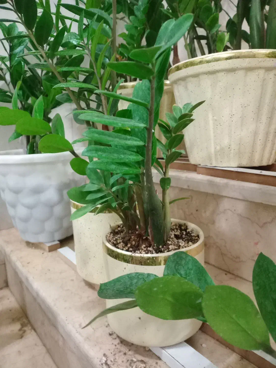 گل فروشی|گل و گیاه طبیعی|فلاورجان, |دیوار