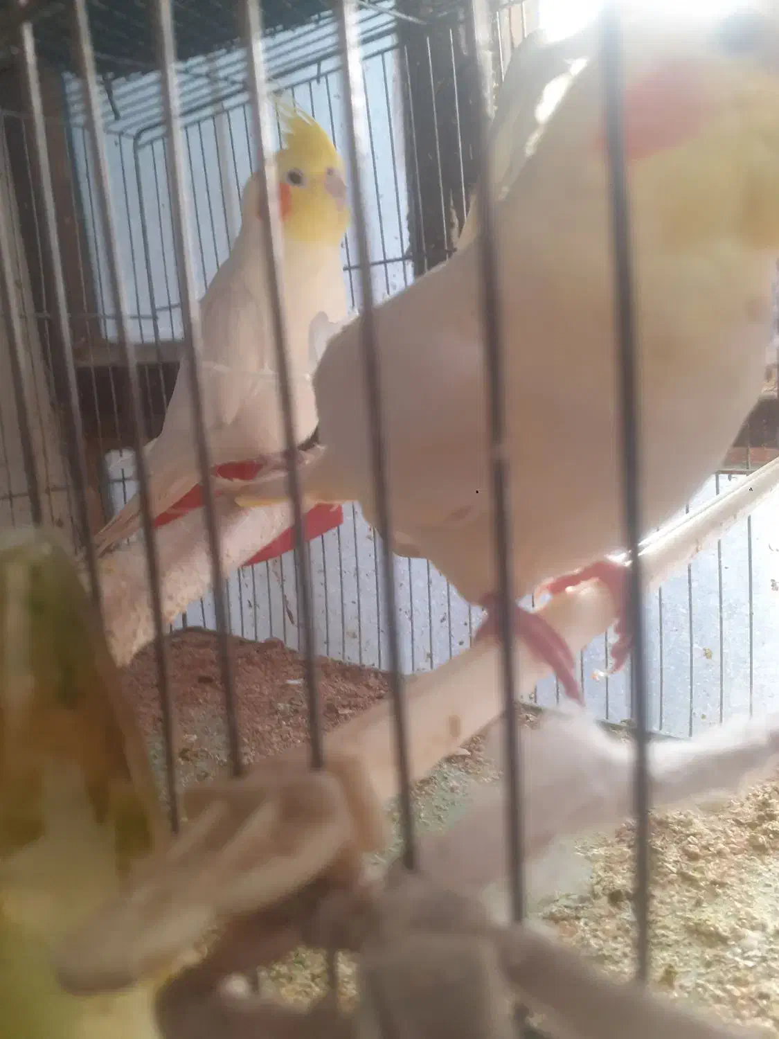 عروس هلندی نر ماوه و تک|پرنده|ابهر, |دیوار