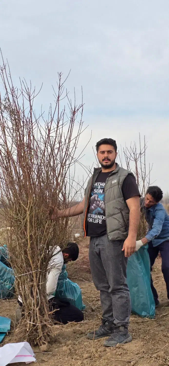 فروش نهال بادام آذرخوشه ای دو و سه ساله|خدمات باغبانی و درختکاری|سامان, |دیوار