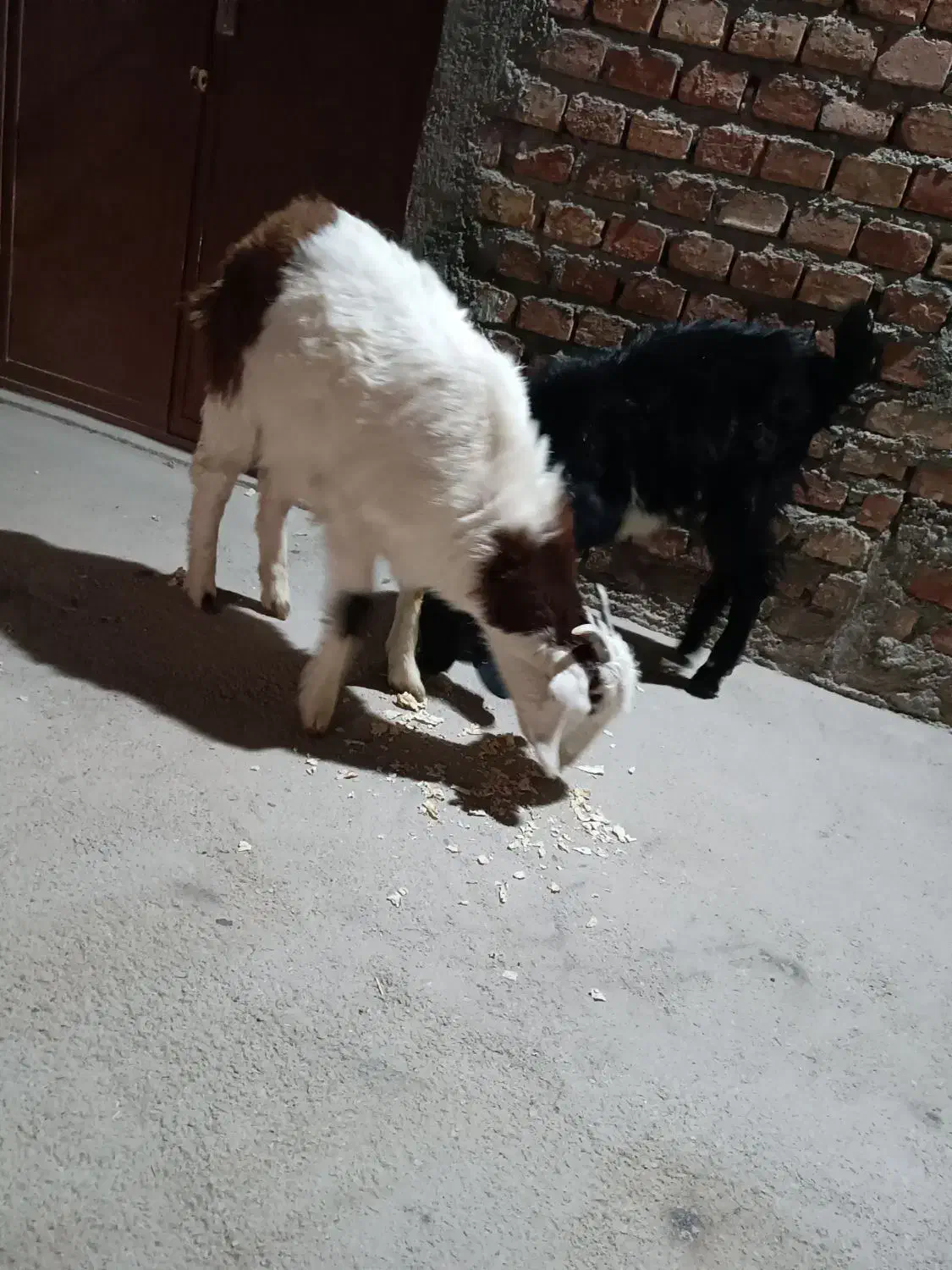 دو عدد بزغاله|حیوانات مزرعه|زاهدان, |دیوار