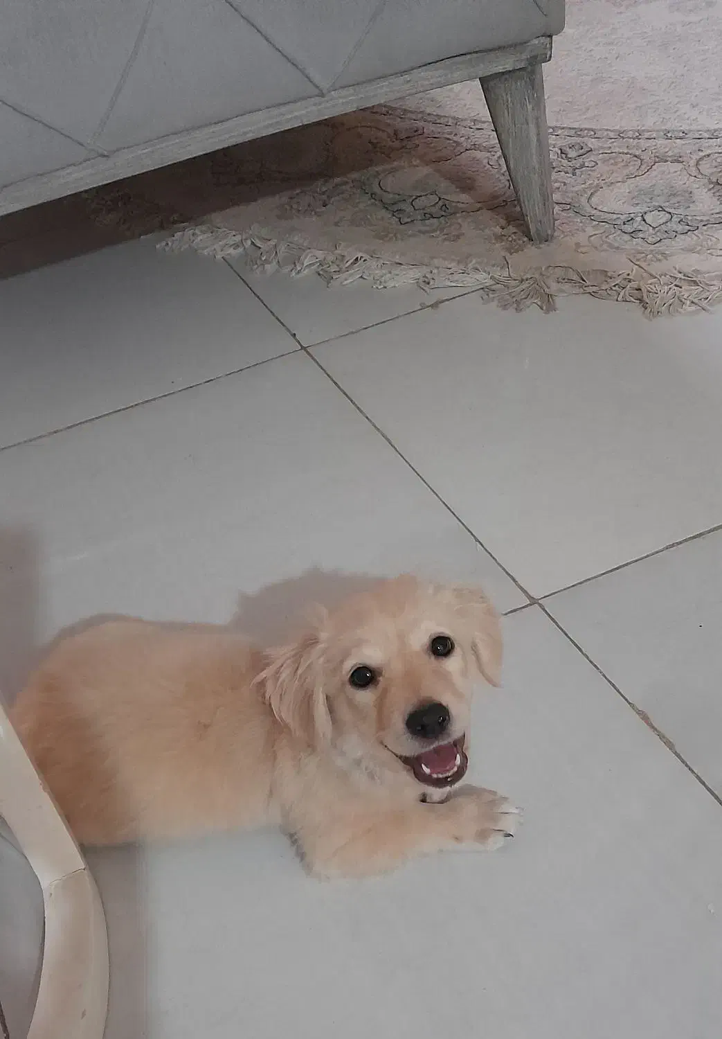 واگذاری سگ|سگ|مشهد, سیسآباد|دیوار