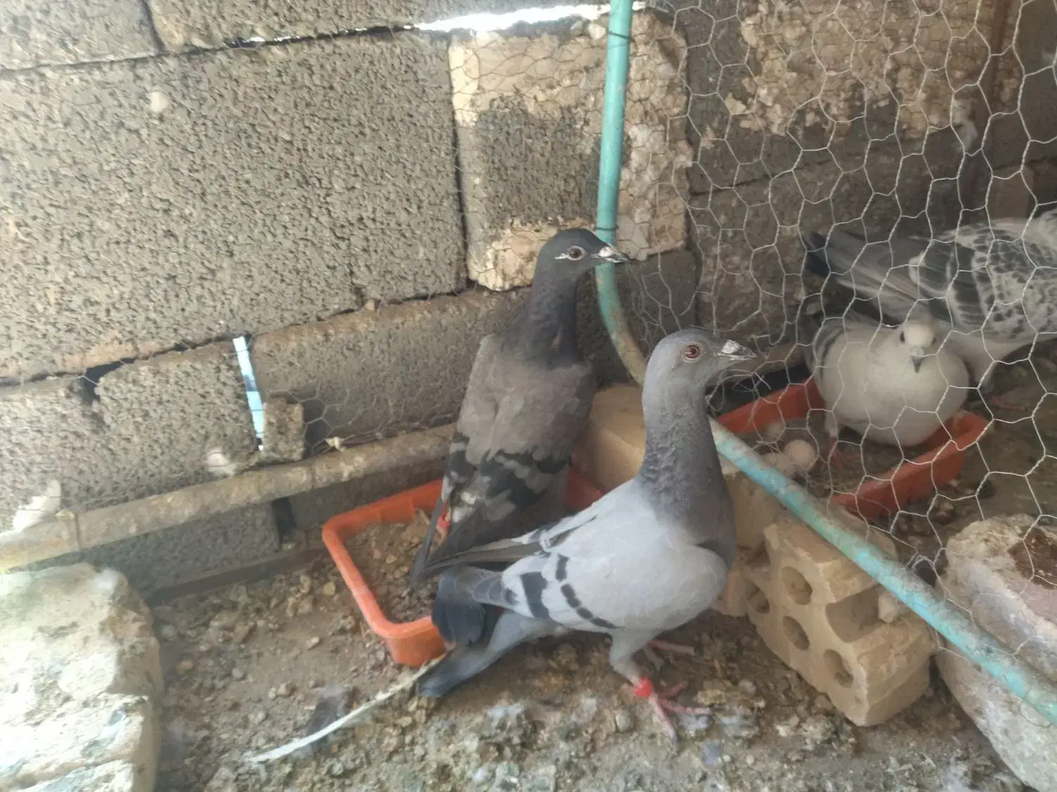 کبوتر  پرشی|پرنده|خوسف, |دیوار