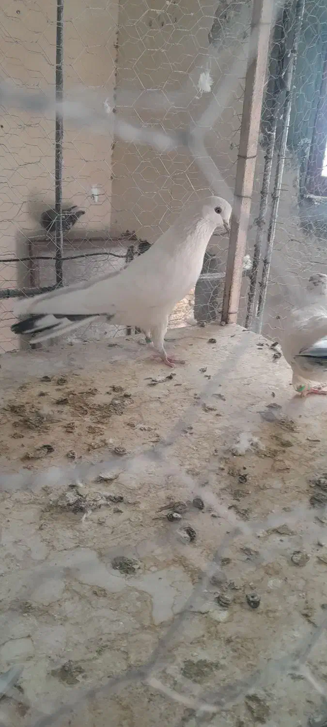 کبوتر سفید کاشونی|پرنده|سامان, |دیوار