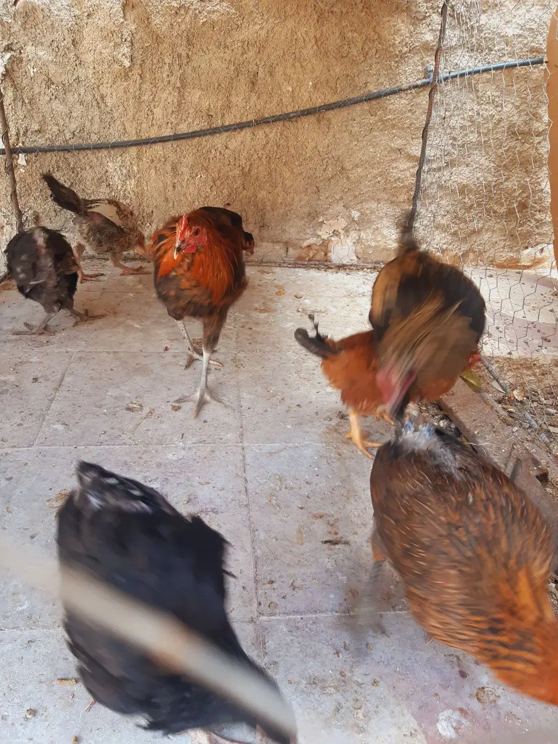 تعدادی مرغ محلی بفروش میرسد|حیوانات مزرعه|کازرون, |دیوار