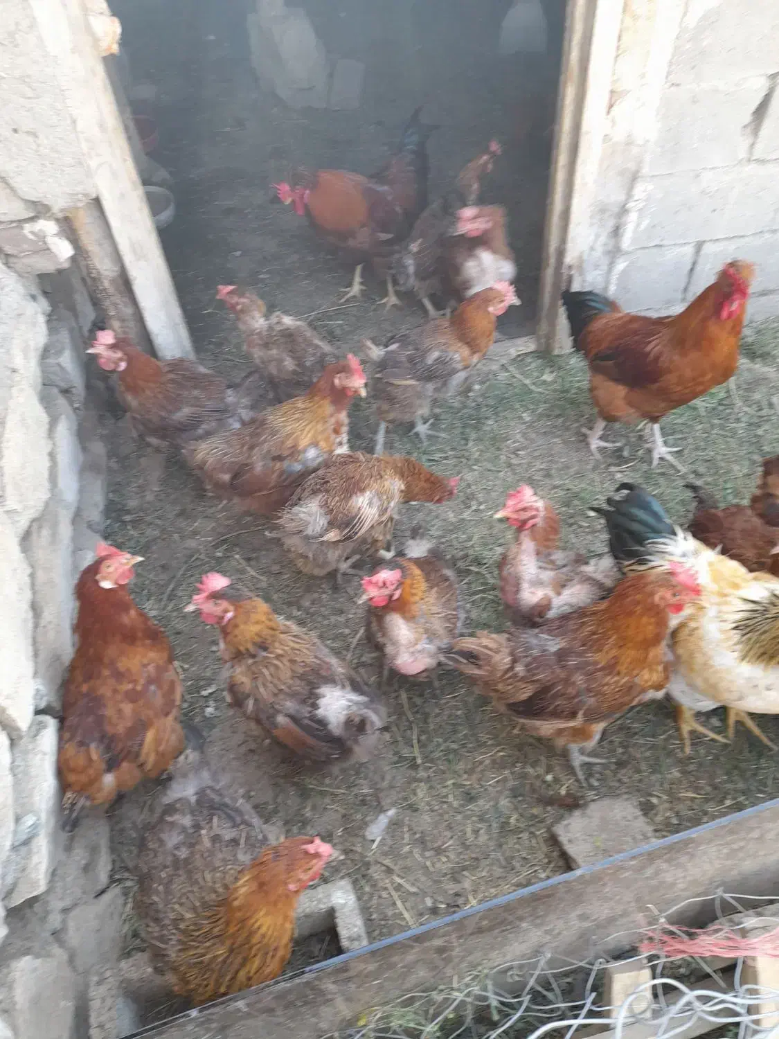 فروش مرغ تخم گذار|حیوانات مزرعه|نقده, |دیوار