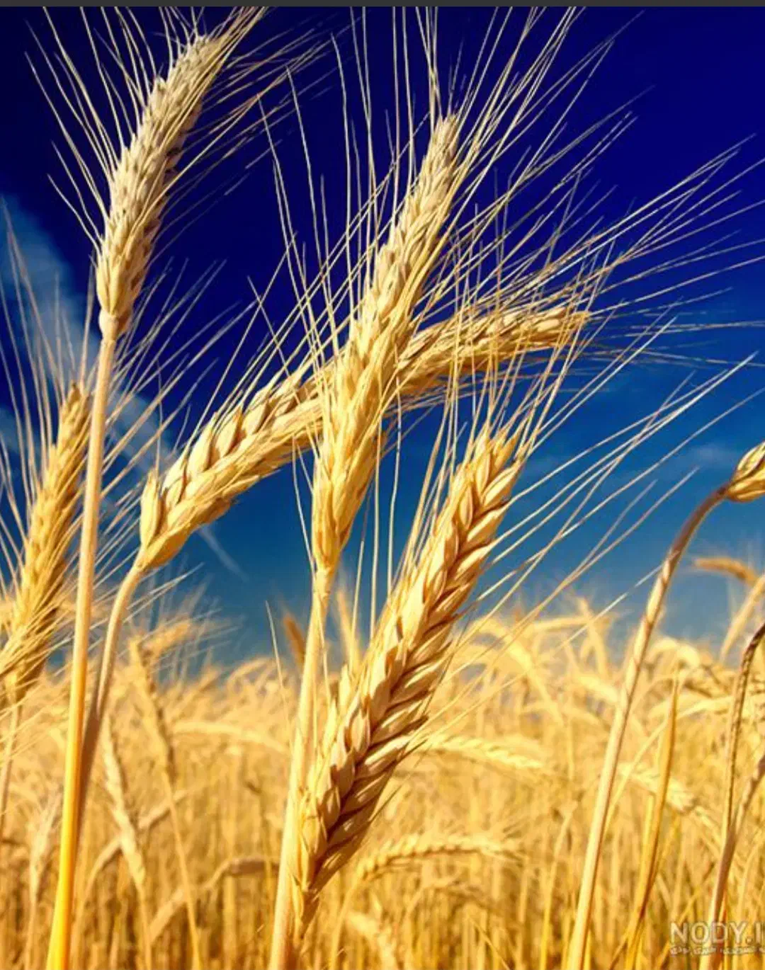 گندم دیواندره|عمده‌فروشی|دیواندره, |دیوار