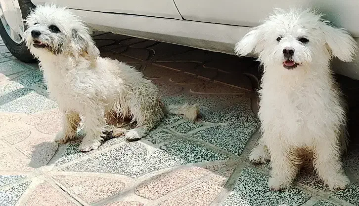 پایی|سگ|اصفهان, براآن شمالی|دیوار