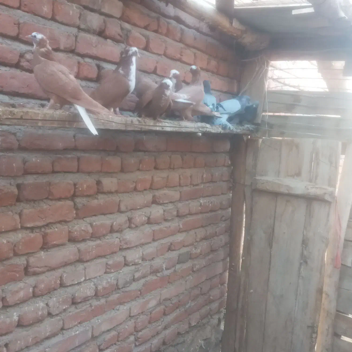 پرنده|پرنده|بناب, |دیوار