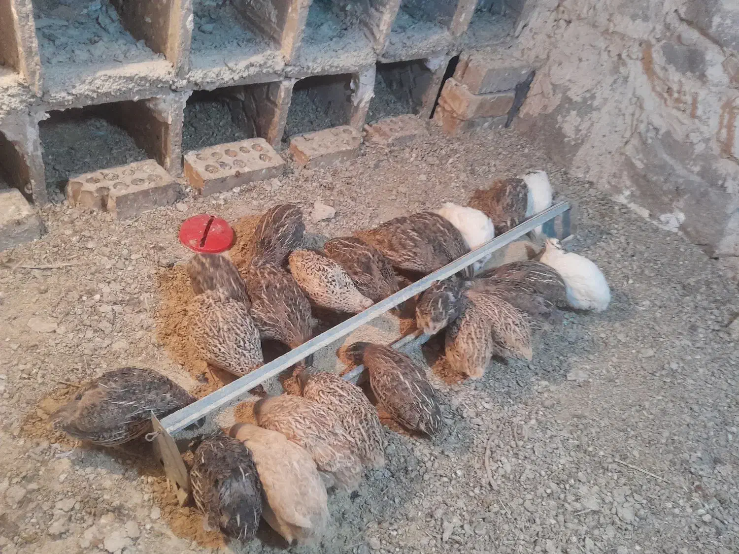 بلدرچین|حیوانات مزرعه|نیشابور, مازول|دیوار