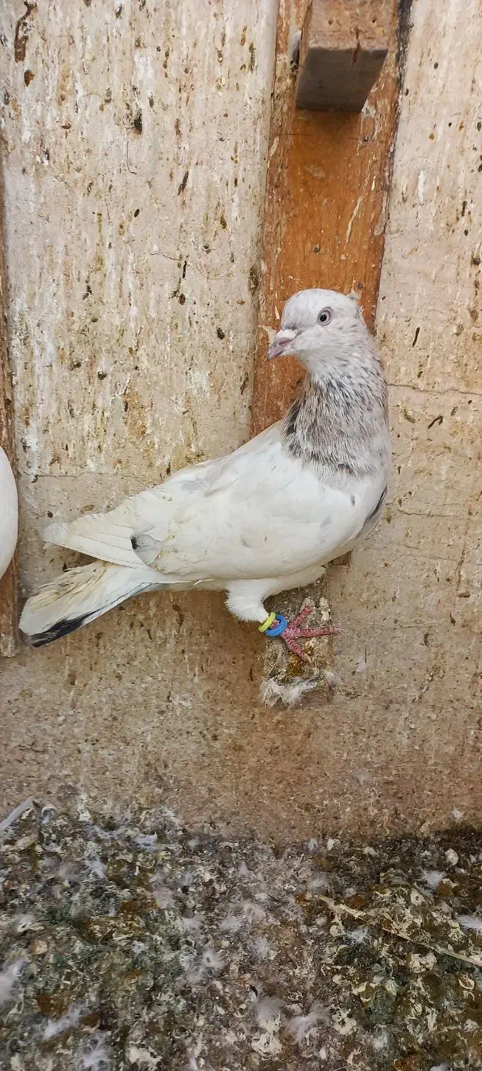 کبوتر|پرنده|مشهد, حیدرآباد|دیوار
