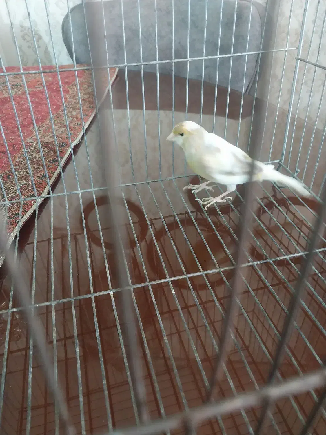 قناری ماده جفتی سهره|پرنده|ملایر, |دیوار