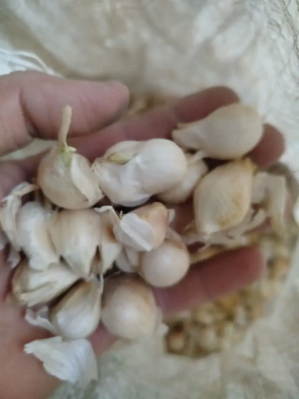 بذر سیر|گل و گیاه طبیعی|لاهیجان, لفمجان|دیوار