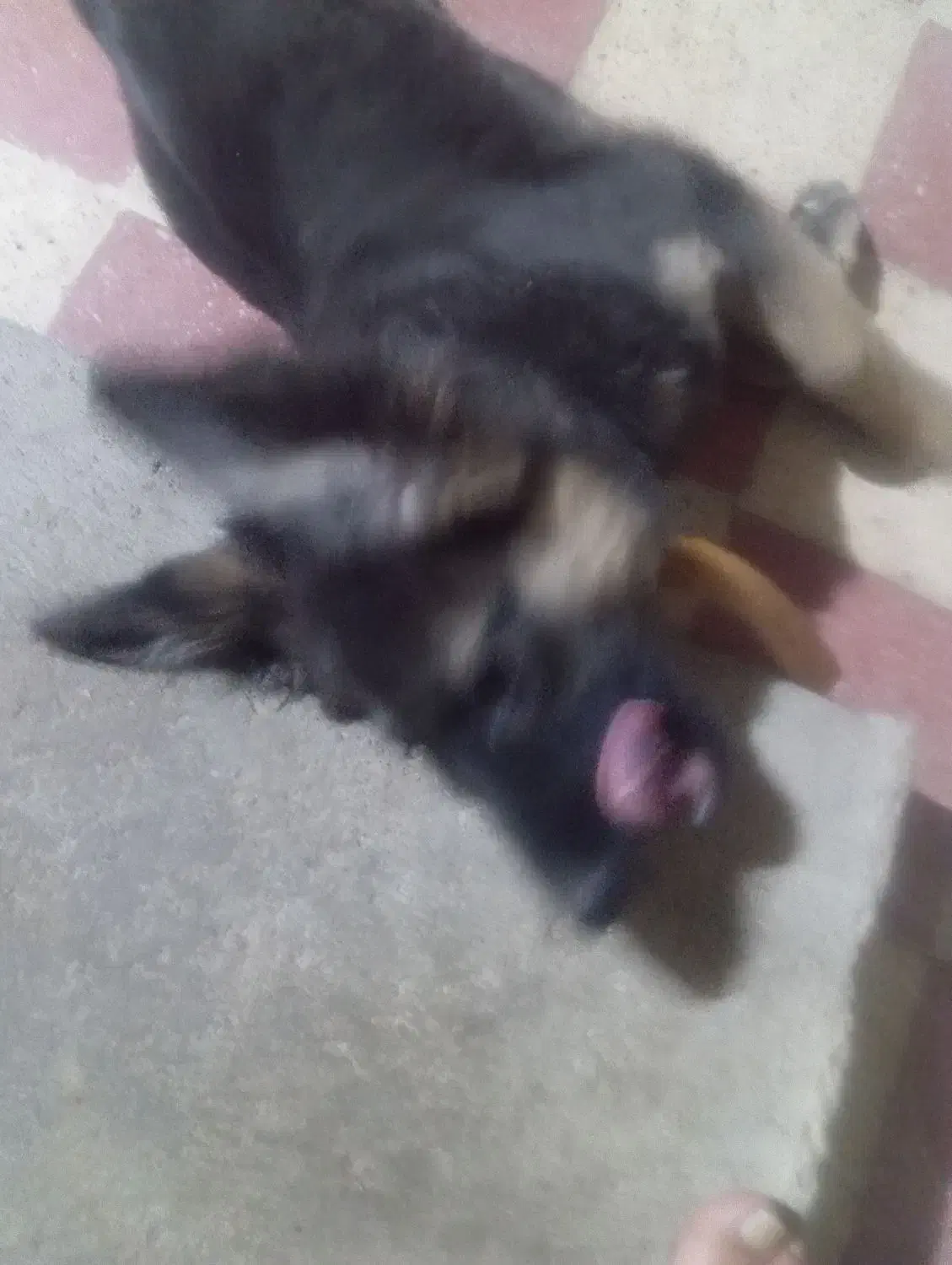 حیوانات|سگ|شیراز, شهرک پرواز|دیوار