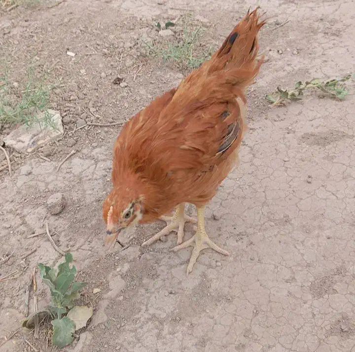 مرغ و خروس محلی|حیوانات مزرعه|بردسیر, |دیوار