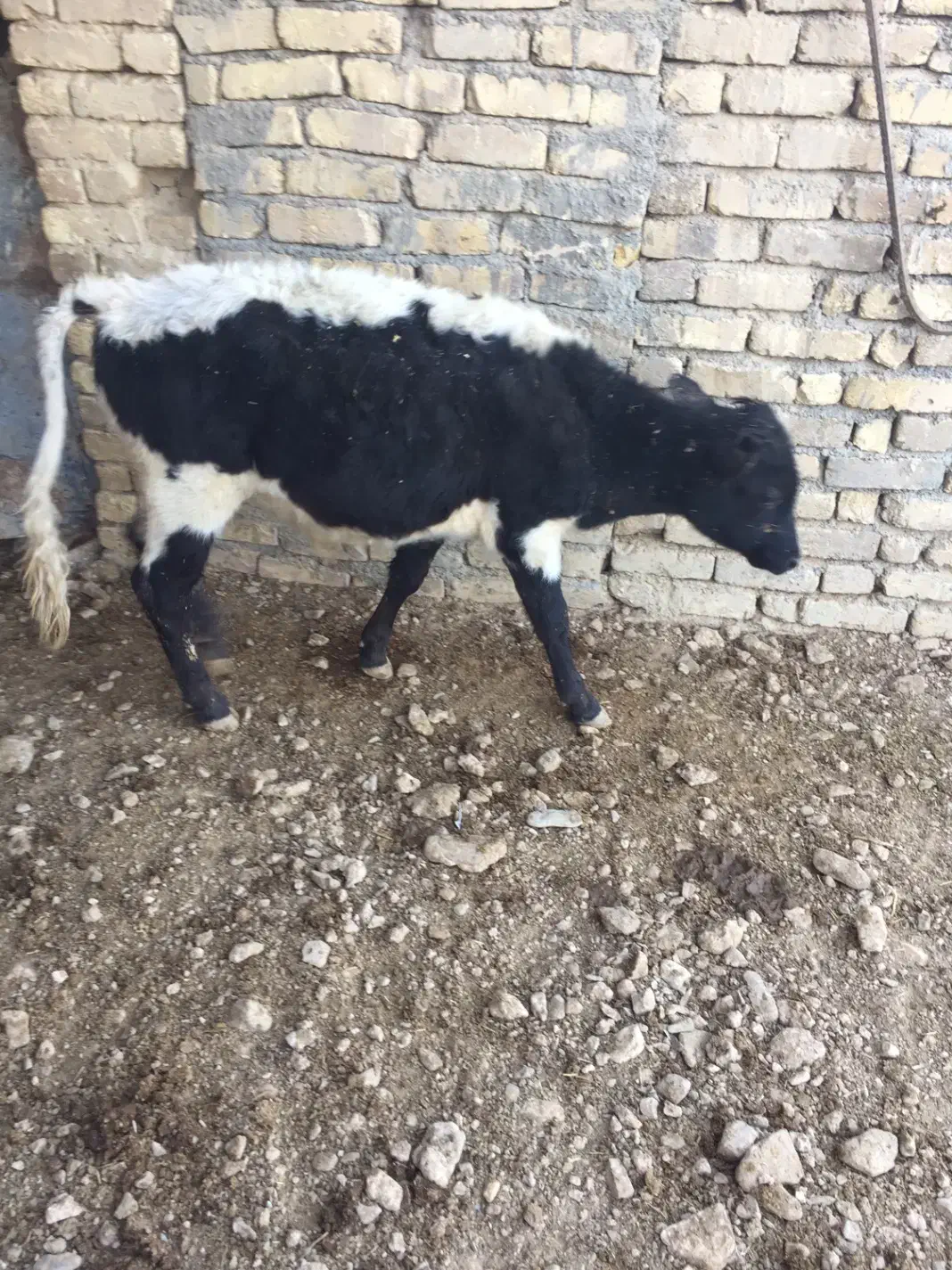 گوساله نر ۱۲۰کیلویی|حیوانات مزرعه|معصومیه, |دیوار
