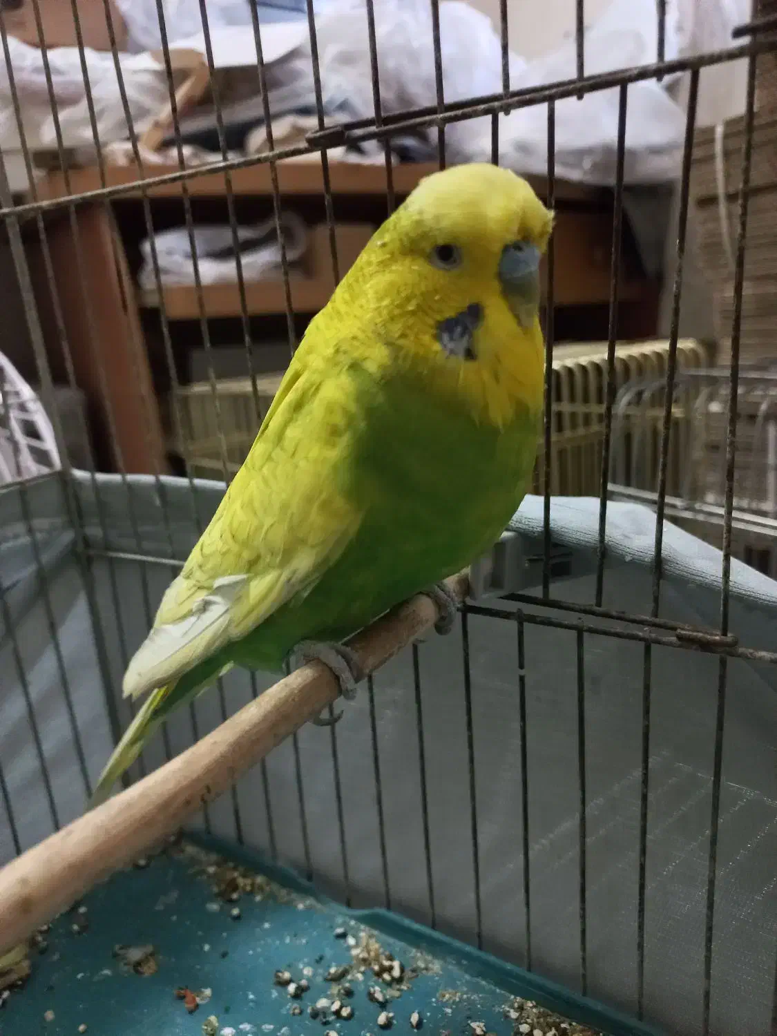 مرغ عشق انگلیسی|پرنده|تهران, آهنگ|دیوار