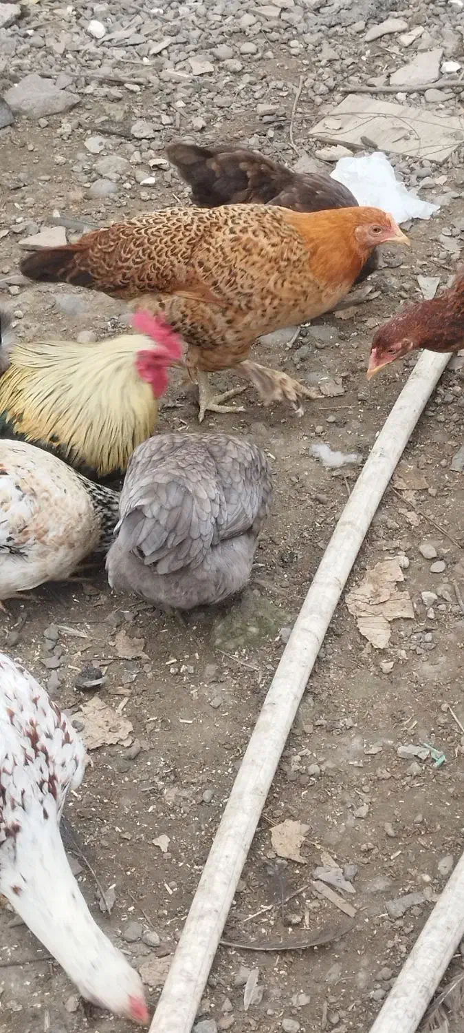 مرغ محلی|حیوانات مزرعه|رشت, لاکان شهر|دیوار