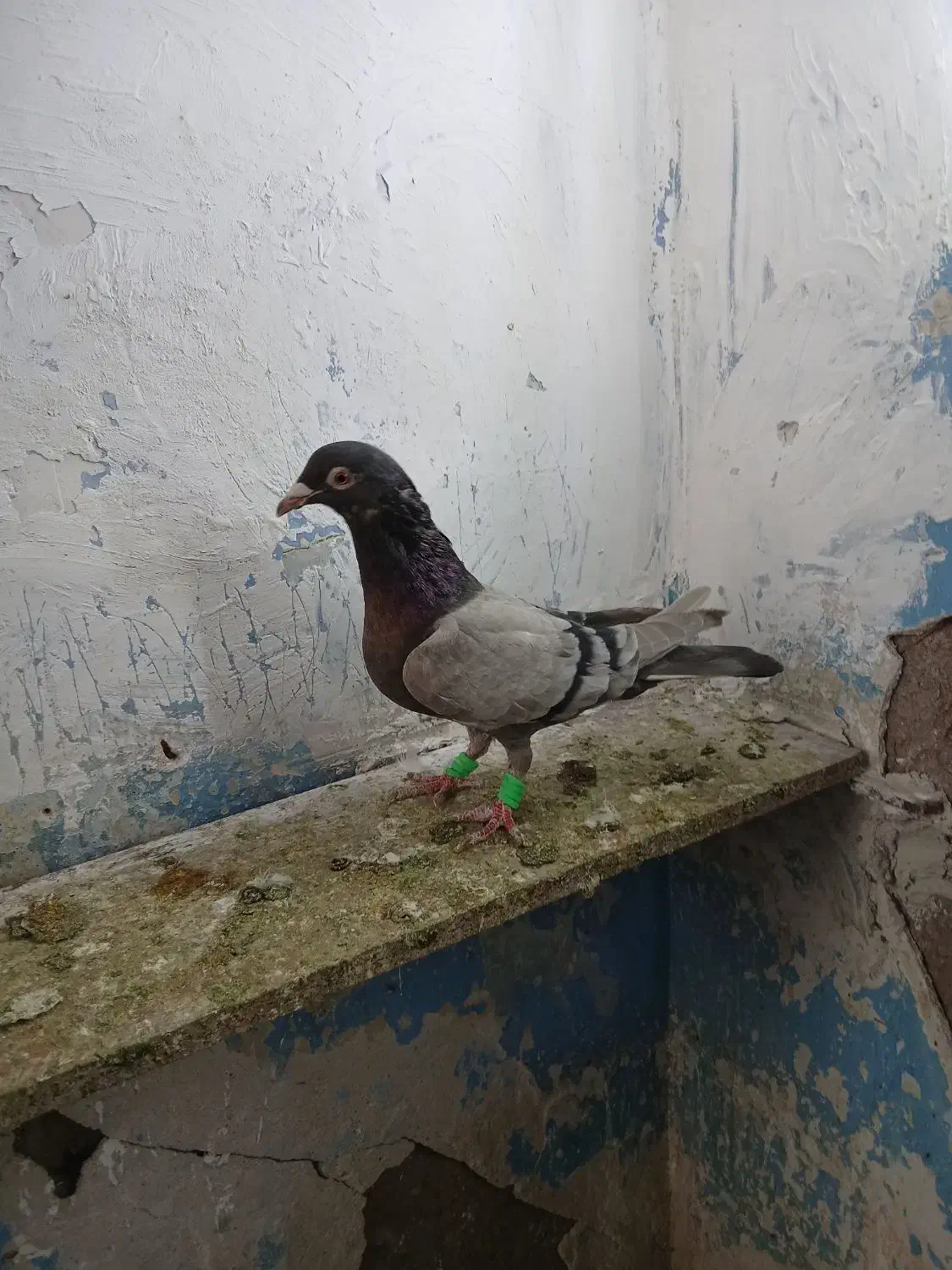 کاغذی ماده خطی|پرنده|قزوین, |دیوار