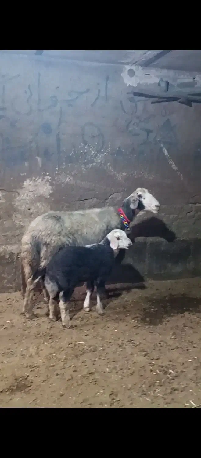 میش و بره جوان|حیوانات مزرعه|بروجرد, |دیوار