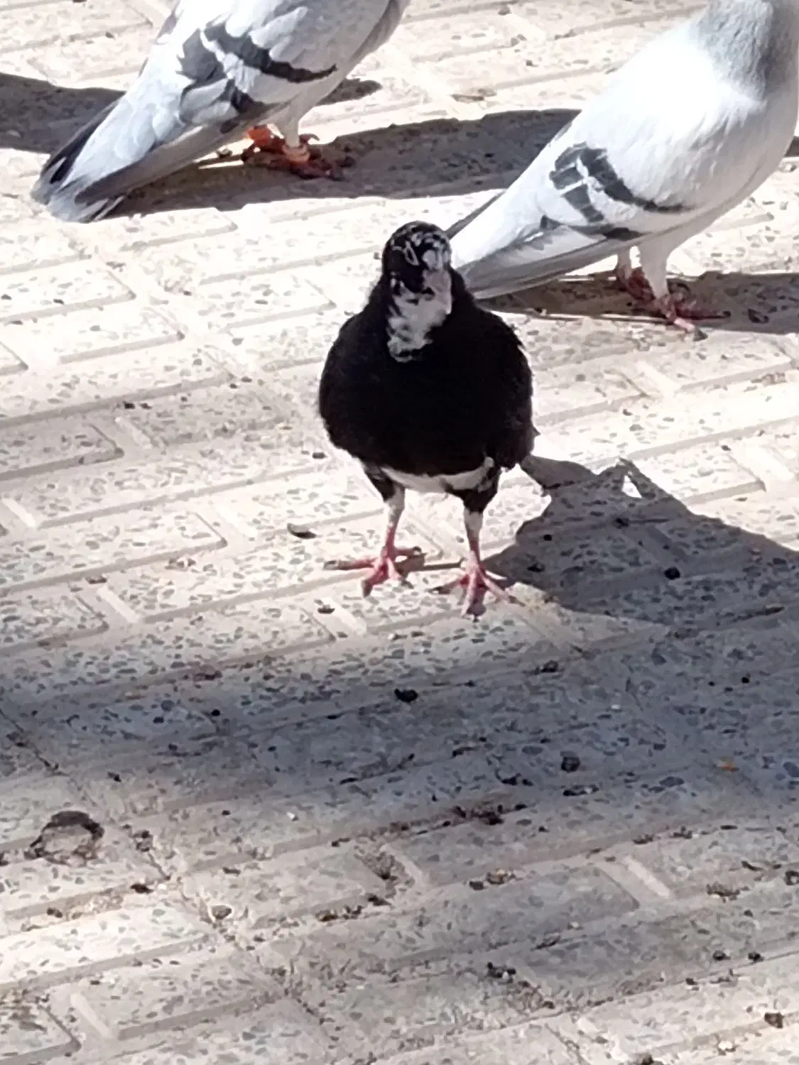 پلنگ|پرنده|کرمان, |دیوار