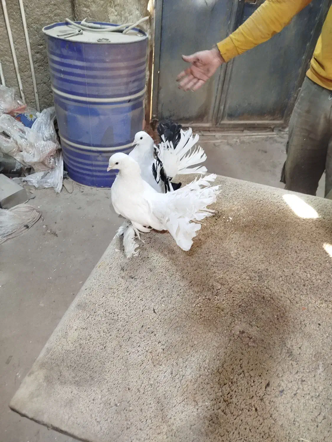 کفتر دمچتری|پرنده|ملایر, |دیوار