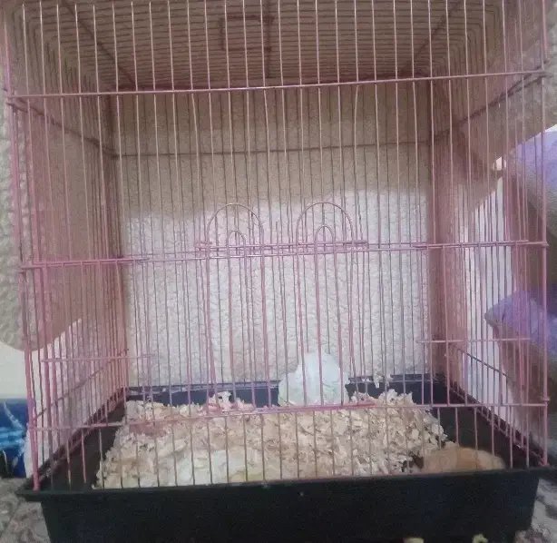 قفس|لوازم جانبی حیوانات|بندرعباس, |دیوار