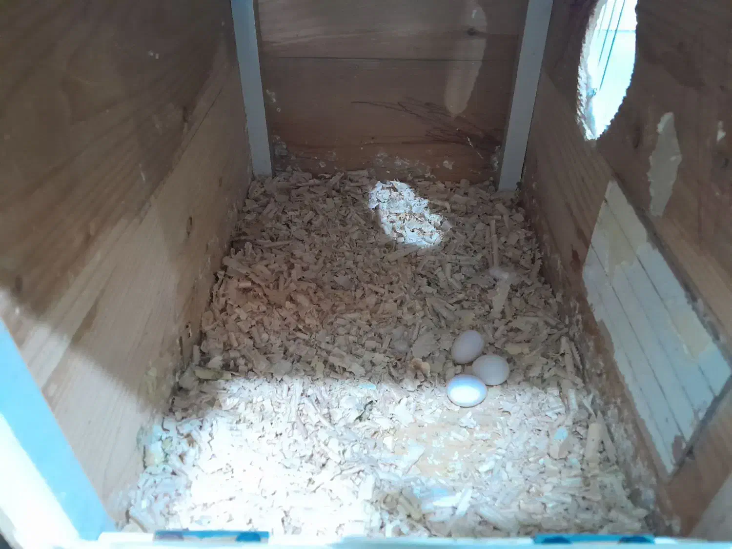 جفت مولد روی تخم و عروس دستی|پرنده|مشهد, شهید علی محمدی|دیوار