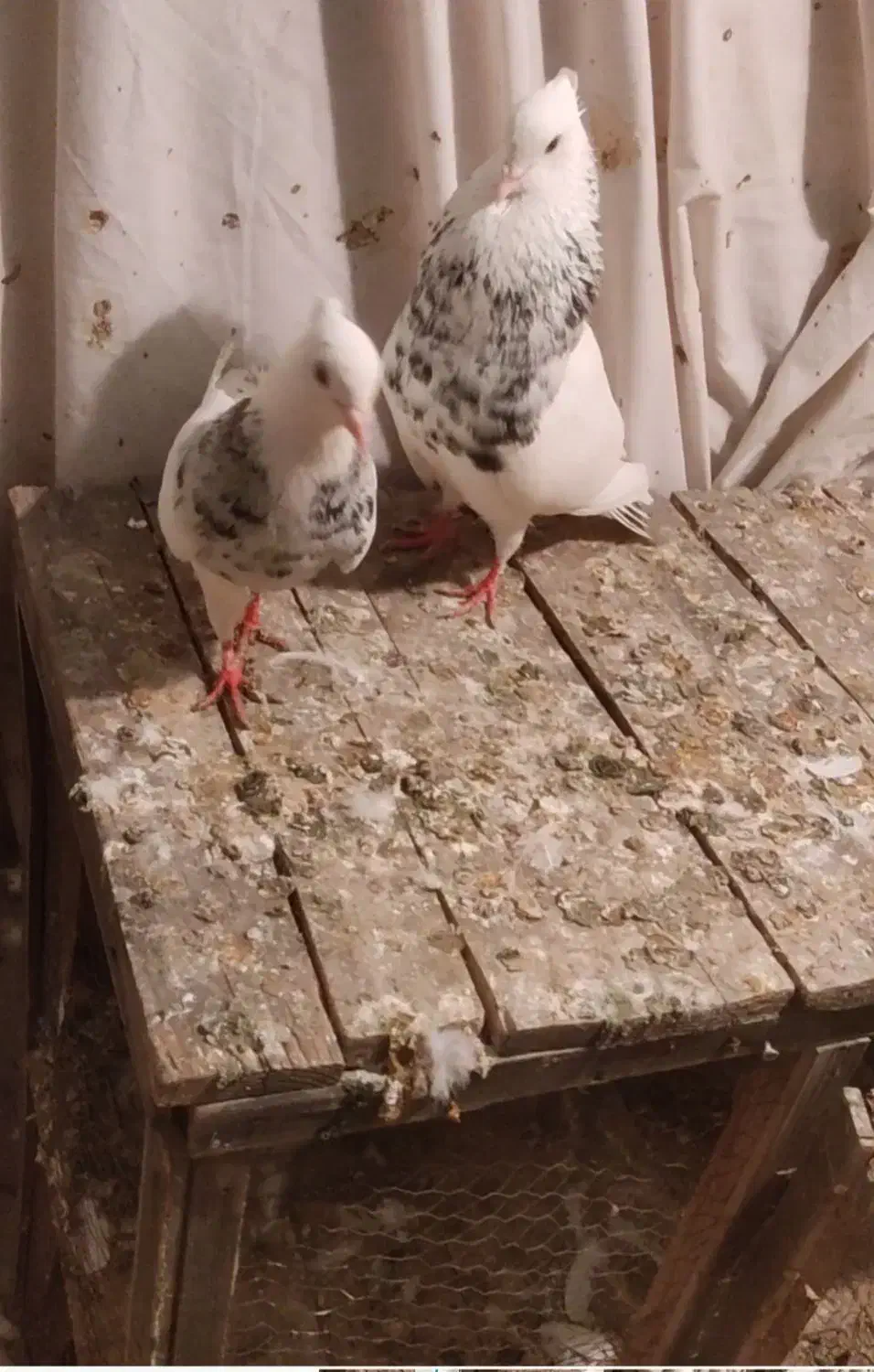 12تا کفترطوقی|پرنده|تهران, هاشمی|دیوار