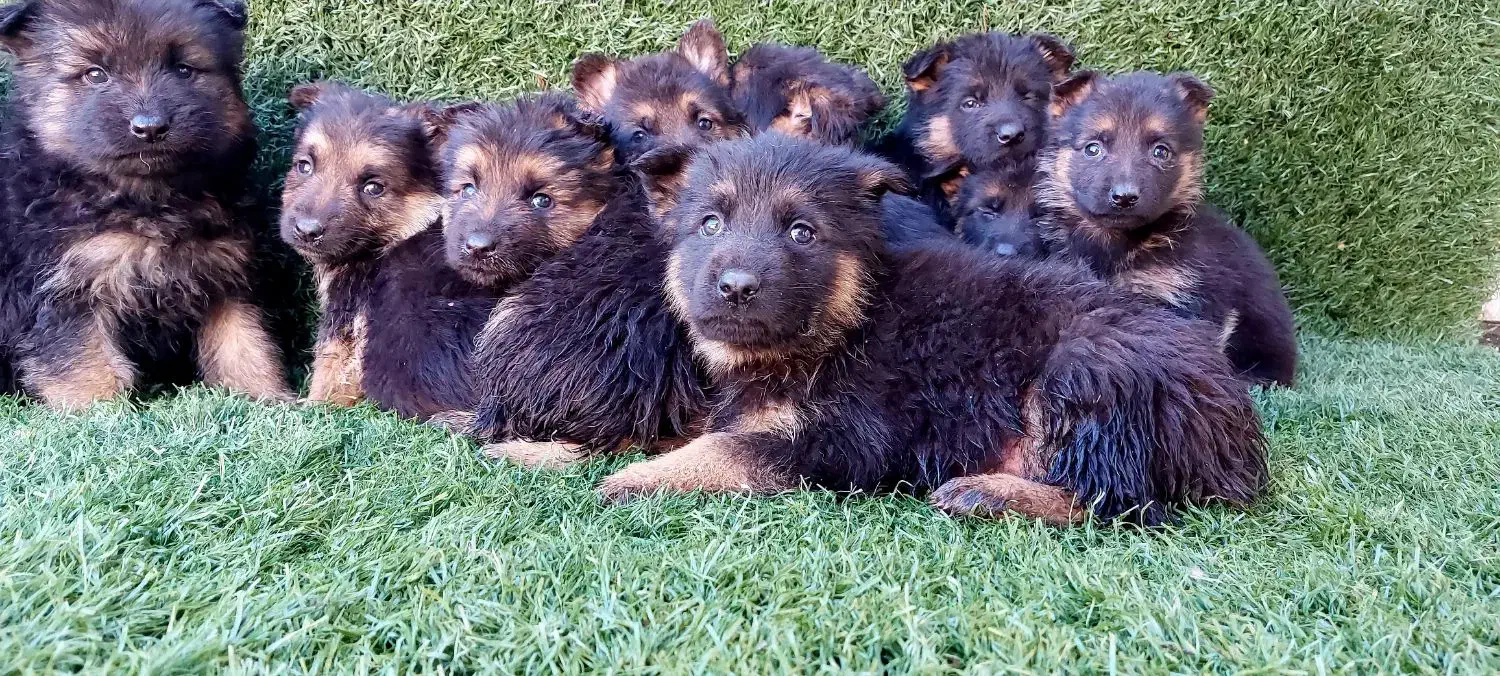 سگ ژرمن شولاین|سگ|تهران, تهرانپارس غربی|دیوار