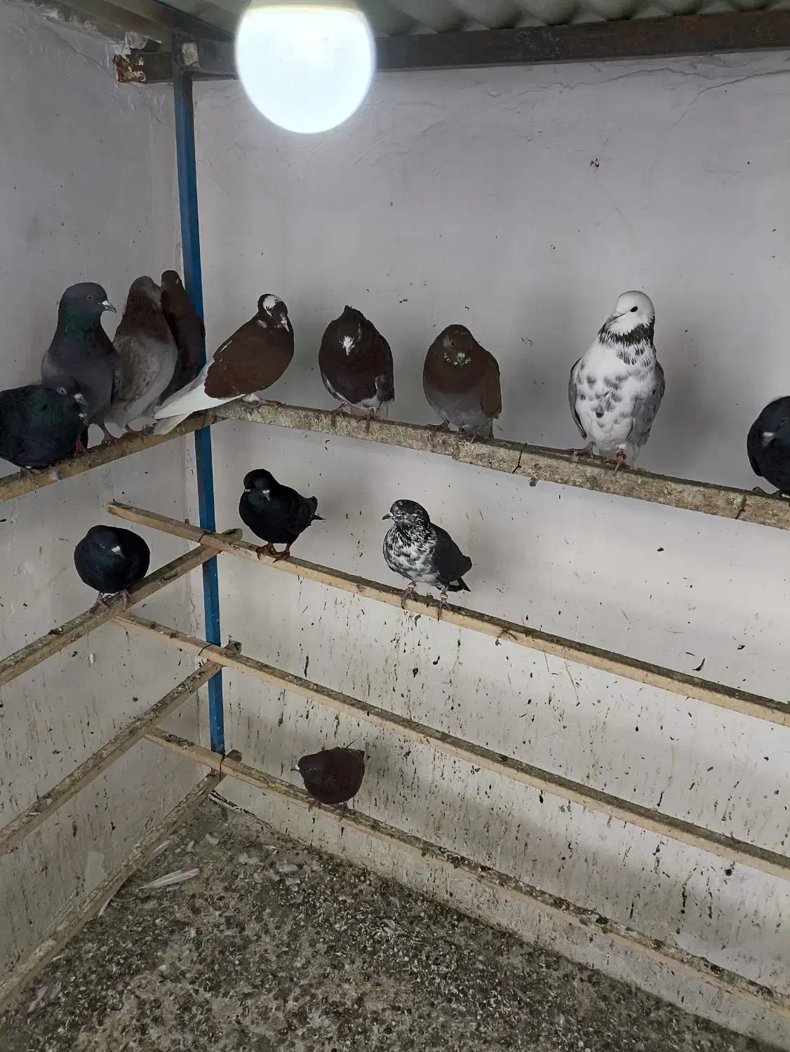 کبوتر پرشی|پرنده|پیرانشهر, |دیوار