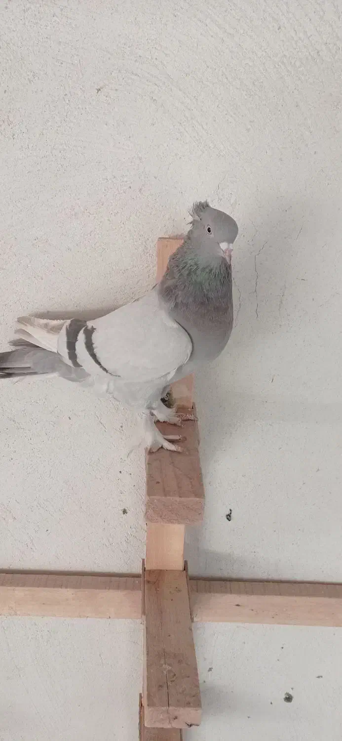 کفتر سینه.شهری.کله.سوسنی|پرنده|شیراز, کوشک میدان|دیوار