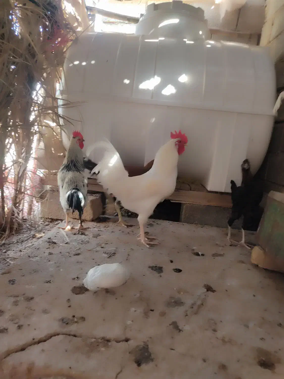 خروس سفید خالص|پرنده|فراشبند, |دیوار