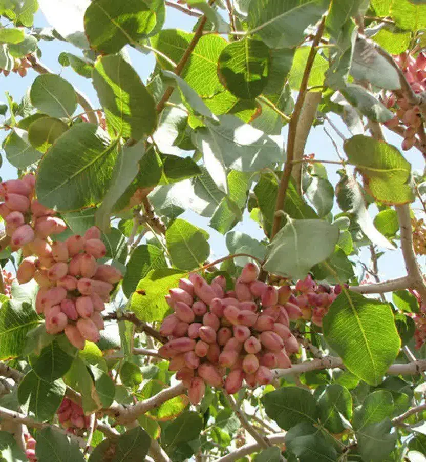 تولید و فروش پایه ممتاز|خدمات باغبانی و درختکاری|شاهین دژ, |دیوار