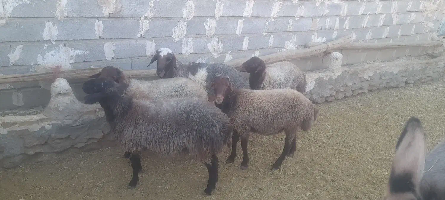 قوچوبره نر مهربان اصیل|حیوانات مزرعه|شیرین‌سو, |دیوار