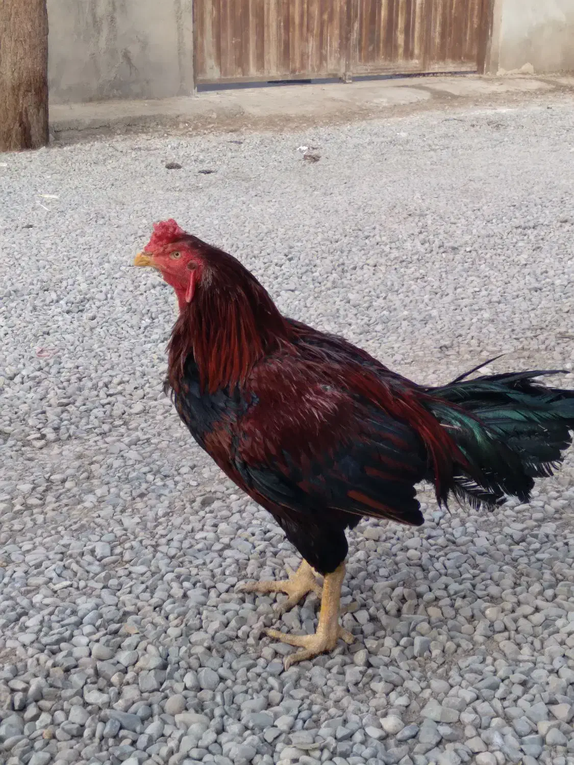 خروس لاری|حیوانات مزرعه|پاکدشت, پاکدشت (مامازند)|دیوار