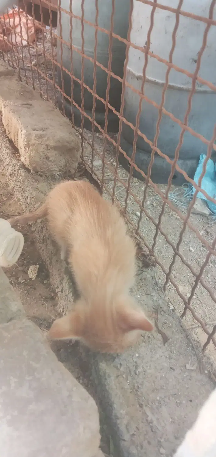 بچه گربه|گربه|چهارباغ, |دیوار